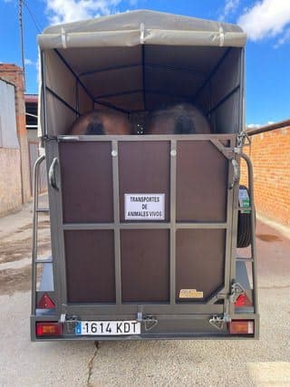 Remolque Caballos Remolque para caballos